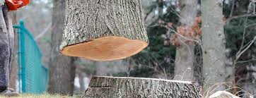 Best Tree Health Inspection  in Halifax, VA