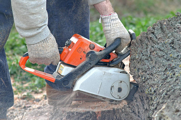 Best Hazardous Tree Removal  in Halifax, VA